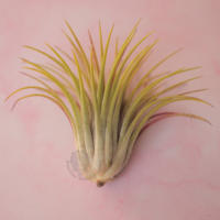 Ionantha ionantha - Guatemala 1