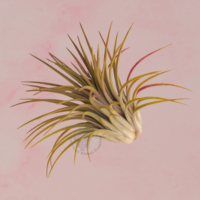 Ionantha ionantha - Guatemala 2