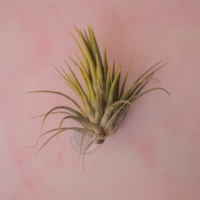 Ionantha ionantha - Guatemala 3