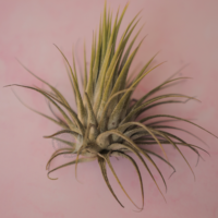 Ionantha ionantha - Guatemala 4