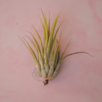 Ionantha ionantha - Guatemala 5