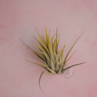 Ionantha ionantha - Guatemala 6