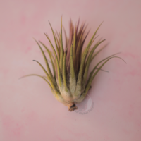 Ionantha ionantha - Guatemala 7