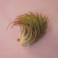 Ionantha scaposa 1