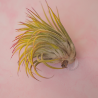 Ionantha scaposa 2