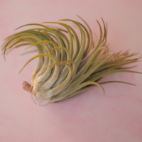 Ionantha scaposa 3