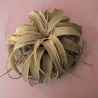 Xerographica 3